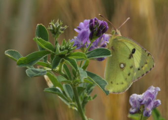 Gul høsommerfugl, Colias hyale han. Stevns, Sydsjælland, Danmark 2 august 2009. Fotograf: Lars Andersen