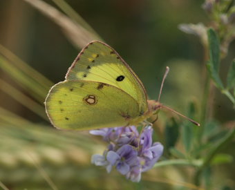Gul høsommerfugl, Colias hyale han. Stevns, Sydsjælland, Danmark 2 august 2009. Fotograf: Lars Andersen