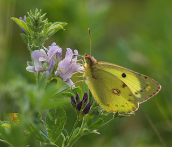 Gul høsommerfugl, Colias hyale han. Stevns, Sydsjælland, Danmark 2 august 2009. Fotograf: Lars Andersen