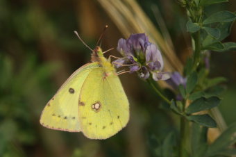 Gul høsommerfugl, Colias hyale han. Stevns, Sydsjælland, Danmark 2 august 2009. Fotograf: Lars Andersen