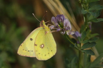 Gul hsommerfugl, Colias hyale han. Stevns, Sydsjlland, Danmark 2 august 2009. Fotograf: Lars Andersen