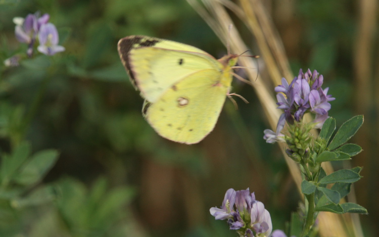 Gul høsommerfugl, Colias hyale han. Stevns, Sydsjælland, Danmark 2 august 2009. Fotograf: Lars Andersen