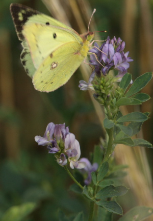 Gul høsommerfugl, Colias hyale han. Stevns, Sydsjælland, Danmark 2 august 2009. Fotograf: Lars Andersen