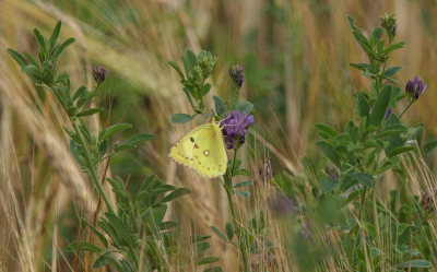 Gul høsommerfugl, Colias hyale han. Stevns, Sydsjælland, Danmark 2 august 2009. Fotograf: Lars Andersen