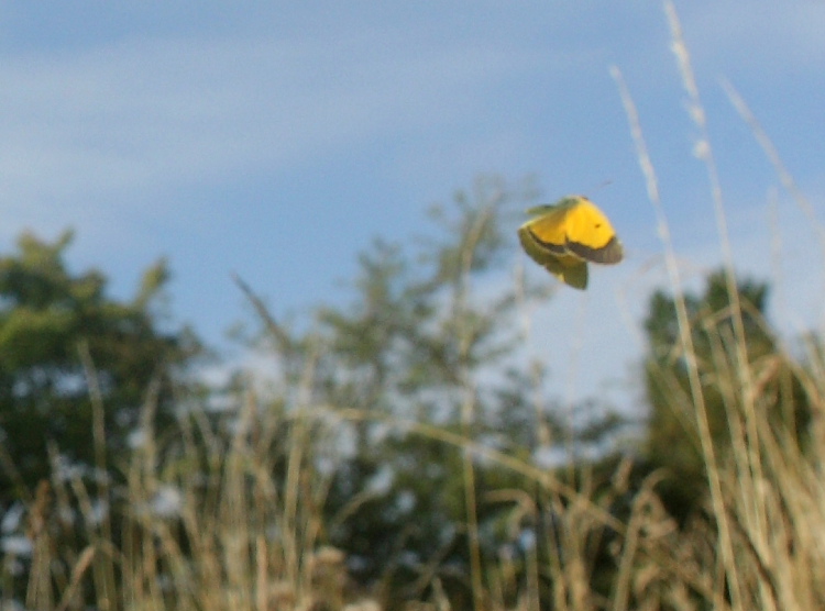 Orange hsommerfugl, Colias croceus han. Svang, Amager, Danmark 4 august 2009. Fotograf: Lars Andersen