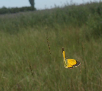 Orange hsommerfugl, Colias croceus han. Stevns, Sydsjlland, Danmark 6 august 2009. Fotograf: Lars Andersen