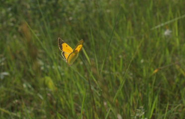 Orange hsommerfugl, Colias croceus han. Stevns, Sydsjlland, Danmark 6 august 2009. Fotograf: Lars Andersen