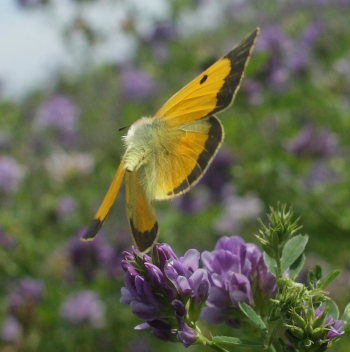 Orange hsommerfugl, Colias croceus han. Stevns, Sydsjlland, Danmark 6 august 2009. Fotograf: Lars Andersen