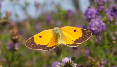 Orange høsommerfugl, Colias croceus han. Stevns, Sydsjælland, Danmark 6 august 2009. Fotograf: Lars Andersen