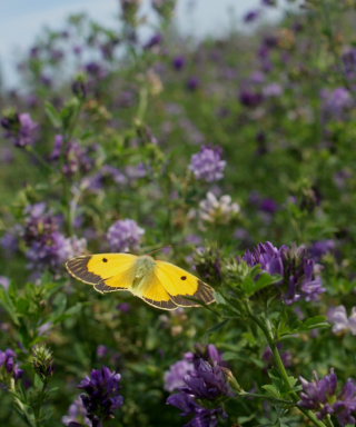 Orange hsommerfugl, Colias croceus han. Stevns, Sydsjlland, Danmark 6 august 2009. Fotograf: Lars Andersen