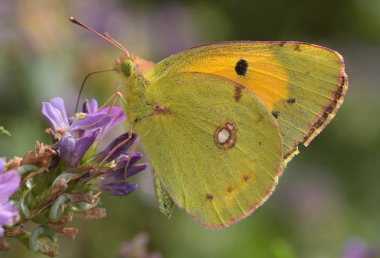 Orange hsommerfugl, Colias croceus han. Stevns, Sydsjlland, Danmark 6 august 2009. Fotograf: Lars Andersen