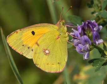 Orange hsommerfugl, Colias croceus han. Stevns, Sydsjlland, Danmark 6 august 2009. Fotograf: Lars Andersen