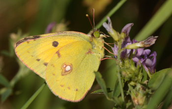 Orange hsommerfugl, Colias croceus han. Stevns, Sydsjlland, Danmark 6 august 2009. Fotograf: Lars Andersen