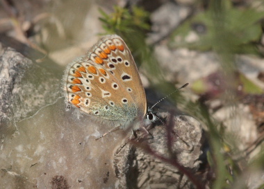 Almindelig blåfugl, Polyommatus icarus. Holtug kridtbrud, Stevns d. 6 August 2009. Fotograf: Lars Andersen