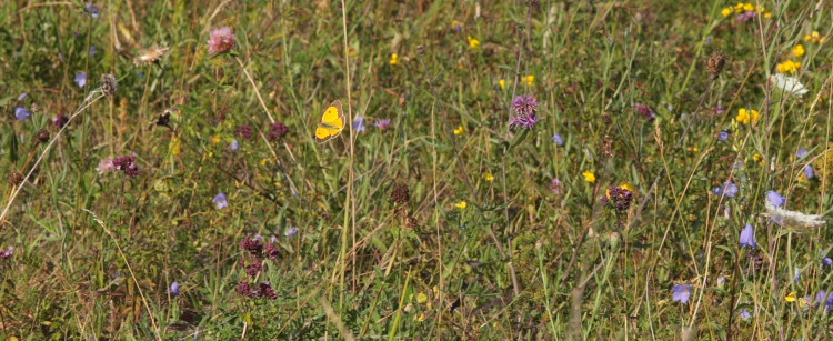 Orange Hsommerfugl, Colias croceus han. Stevns, Sydsjlland, Danmark 6 august 2009. Fotograf: Lars Andersen