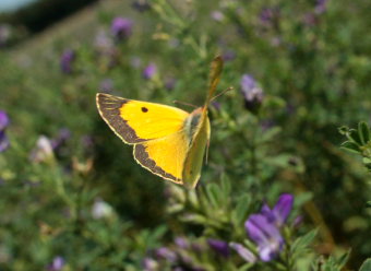 Orange hsommerfugl, Colias croceus han. Stevns, Sydsjlland, Danmark 8 august 2009. Fotograf: Lars Andersen