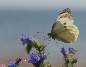 Stor Klsommerfugl, Pieris brassicae hun. Hjstrup, Stevns d. 8 August 2009. Fotograf: Lars Andersen