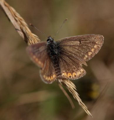 Rdplettet Blfugl, Aricia agestis. Svang, det sydlige Amager. d. 16 August 2009. Fotograf: Lars Andersen