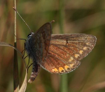 Rdplettet blfugl, Aricia agestis. Svang, det sydlige Amager. d. 16 August 2009. Fotograf: Lars Andersen