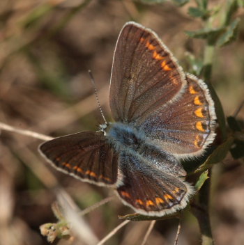 Almindelig blfugl, Polyommatus icarus. Pyrolysegrunden, Raffinaderivej, Amager d. 1 August 2009. Fotograf: Lars Andersen