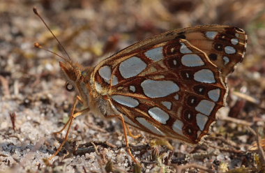 Storplettet perlemorsommerfugl, Issoria lathonia. Sandflugtsplantagen, Rrvig. d. 24 August 2009. Fotograf: Lars Andersen