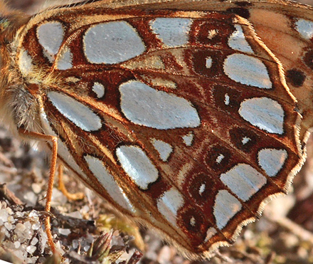 Storplettet perlemorsommerfugl, Issoria lathonia. Sandflugtsplantagen, Rørvig. d. 24 August 2009. Fotograf: Lars Andersen