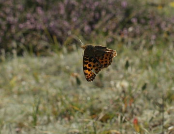 Storplettet perlemorsommerfugl, Issoria lathonia. Sandflugtsplantagen, Rrvig. d. 24 August 2009. Fotograf: Lars Andersen