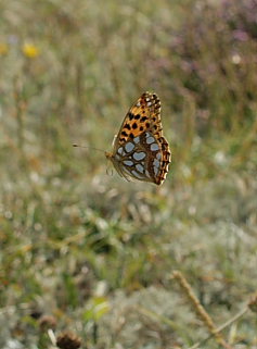 Storplettet perlemorsommerfugl, Issoria lathonia. Sandflugtsplantagen, Rrvig. d. 24 August 2009. Fotograf: Lars Andersen