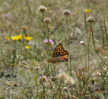 Storplettet perlemorsommerfugl, Issoria lathonia. Sandflugtsplantagen, Rrvig. d. 24 August 2009. Fotograf: Lars Andersen