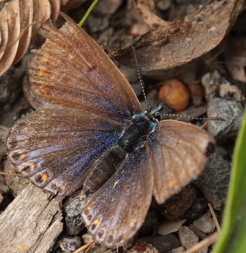 En slidt gammel Almindelig blfugl, Polyommatus icarus hun. Pyrolysegrunden ved raffinaderivej, det nordlige Amager d. 6 September 2009. Fotograf: Lars Andersen