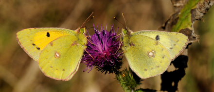 Orange høsommerfugl, Colias croceus og Gul høsommerfugl, Colias hyale. Stevns, Sydsjælland, Danmark 15 Oktober 2009. Fotograf: Lars A. Krogh