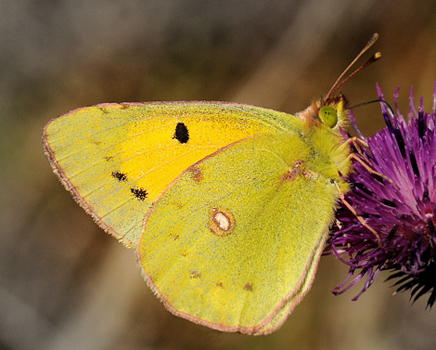 Orange høsommerfugl, Colias croceus og Gul høsommerfugl, Colias hyale. Stevns, Sydsjælland, Danmark 15 Oktober 2009. Fotograf: Lars A. Krogh