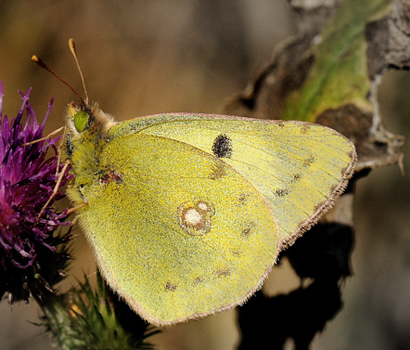 Gul høsommerfugl, Colias hyale. Stevns, Sydsjælland, Danmark 15 Oktober 2009. Fotograf: Lars A. Krogh