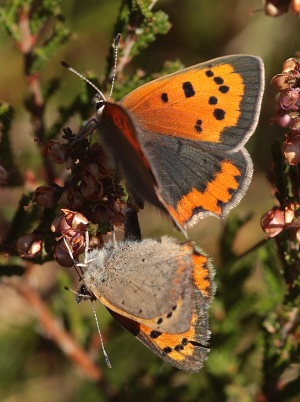 Lille Ildfugl, Lycaena phlaeas parring. Melby Overdrev, Nordsjlland d. 14 September 2009. Fotograf.; Lars Andersen