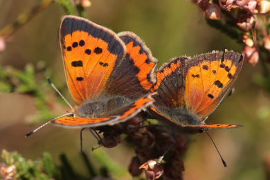 Lille Ildfugl, Lycaena phlaeas parring. Melby Overdrev, Nordsjlland d. 14 September 2009. Fotograf.; Lars Andersen