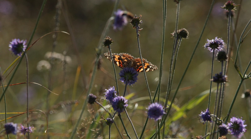 Tidselsommerfugl, Vanessa cardui. Melby Overdrev d. 14 september 2009. Fotograf: Lars Andersen