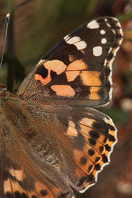 Tidselsommerfugl, Vanessa cardui. Melby Overdrev d. 14 september 2009. Fotograf: Lars Andersen