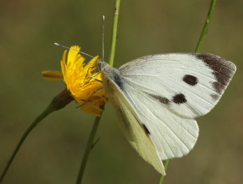 Stor Kålsommerfugl, Pieris brassicae hun. Melby Overdrev d. 14 September 2009. Fotograf: Lars Andersen