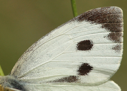 Stor Klsommerfugl, Pieris brassicae hun. Melby Overdrev d. 14 September 2009. Fotograf: Lars Andersen