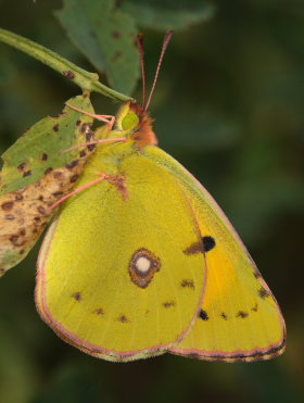 Orange hsommerfugl, Colias croceus han. Stevns, Sydsjlland, Danmark 17 September 2009. Fotograf: Lars Andersen