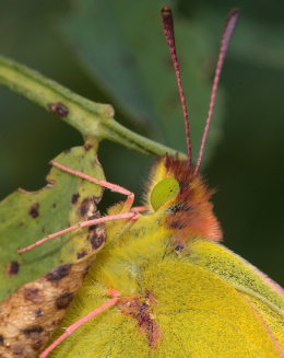 Orange hsommerfugl, Colias croceus han. Stevns, Sydsjlland, Danmark 17 September 2009. Fotograf: Lars Andersen