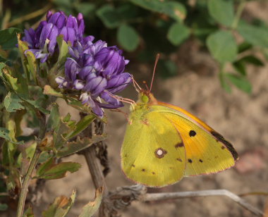 Orange hsommerfugl, Colias croceus han. Stevns, Sydsjlland, Danmark 17 September 2009. Fotograf: Lars Andersen