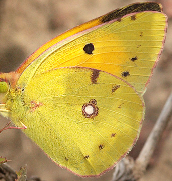 Orange høsommerfugl, Colias croceus han. Stevns, Sydsjælland, Danmark 17 September 2009. Fotograf: Lars Andersen