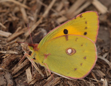 Orange hsommerfugl, Colias croceus han. Stevns, Sydsjlland, Danmark 17 September 2009. Fotograf: Lars Andersen