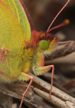 Orange hsommerfugl, Colias croceus han. Stevns, Sydsjlland, Danmark 17 September 2009. Fotograf: Lars Andersen