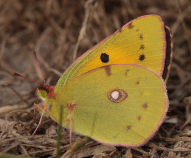 Orange hsommerfugl, Colias croceus han. Stevns, Sydsjlland, Danmark 17 September 2009. Fotograf: Lars Andersen