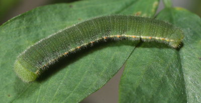 Orange Hsommerfugl, Colias croceus larve. Stevns, Sydsjlland, Danmark 17 Oktober 2009.Leg.: Lars A. Krogh. Fotograf: Lars Andersen