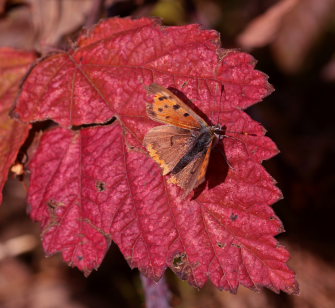 Lille Ildfugl, Lycaena phlaeas. Lucernemark p det sydlige Stevns, Sjlland, Danmark d. 17 oktober 2009. Fotograf: Lars Andersen