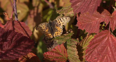 Storplettet perlemorsommerfugl, Issoria lathonia. Lucernemark p det sydlige Stevns, Sjlland, Danmark d. 17 oktober 2009. Fotograf: Lars Andersen