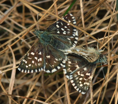 Spttet bredpande, Pyrgus malvae  ( Linnaeus, 1758 ) parring, hunnen verst! Melby Overdrev, Nordsjlland d. 25 April 2009. Fotograf: Ruth Alhburg